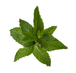 Hojas de menta sobre fondo blanco. mint leaves on white background