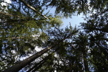 Fototapeta premium Forest dieback due to climate change, drought and storms and deforestation