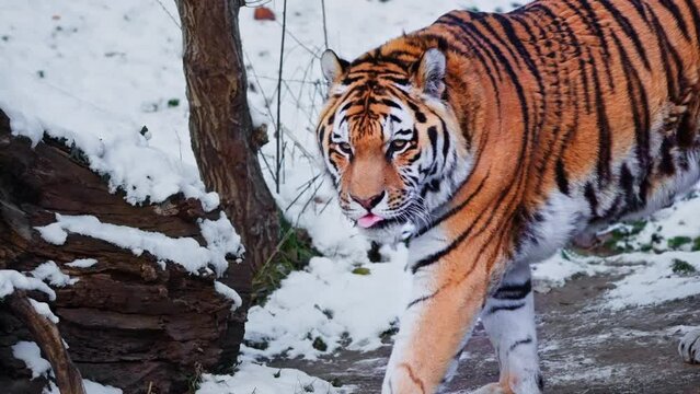 Male Siberian tiger or Amur tiger walking in snowy winter landscape slow motion. looks into camera