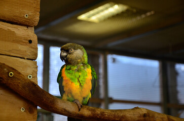 parrot © Radosaw