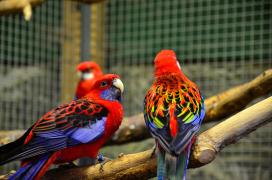red parrots