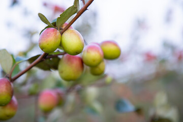 Red jujube fruits or apple kul boroi  on a tree branch in autumn. Selective focus.