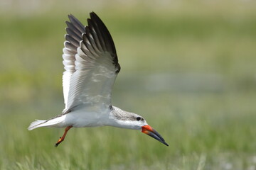 Black Skimmer, Rynchops niger, Everglades National Park, Florida, USA