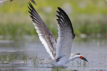 Fototapeta premium Black Skimmer, Rynchops niger, Everglades National Park, Florida, USA