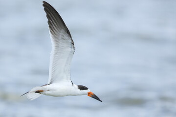 Black Skimmer, Rynchops niger, Everglades National Park, Florida, USA