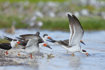 Black Skimmer, Rynchops niger, Everglades National Park, Florida, USA