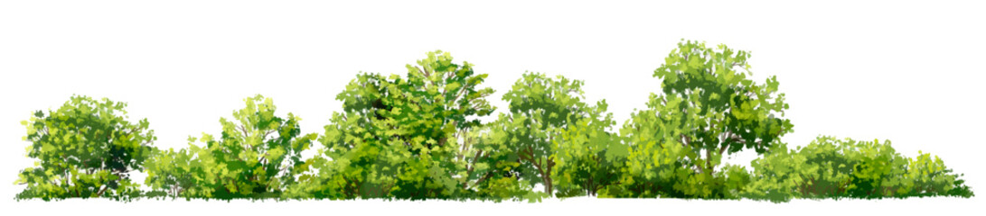 Vector watercolor of tree side view isolated on white background  for landscape  and architecture drawing, elements for environment and garden, painting botanical for section and elevation 