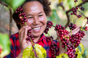Arabica coffee berries by asian farmer hands Robusta and Arabica coffee berries by hand of Asian...