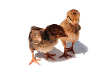 Two brown chicken chicks, two weeks old. Small brown chickens with shadow isolated on white background.