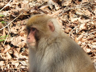 Naklejka premium 白神山地のニホンザル