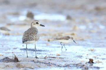 Black-bellied Plover, Pluvialis squatarola, Everglades National Park, Florida, USA