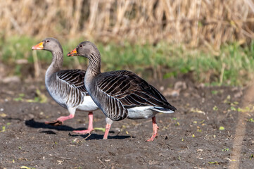 a goose on land looking for food