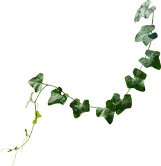 Fototapeta Vine plant, green leaves obraz