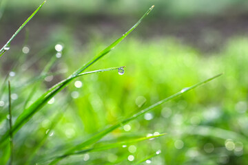 Lush rich green grass in a meadow with dew drops in sunlight in spring summer outdoor close-up, panorama. The beauty of the native land. Ukraine, Europe.