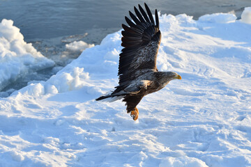 Bird watching with floating ices in winter