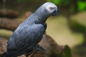 Different type of birds wildlife