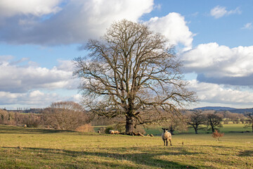 Fototapeta premium Sheep grazing in the springtime meadow.