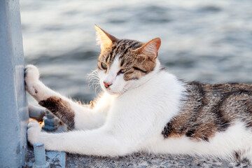 Cute grey white street cat resting by the sea in Istanbul, Turkey. Animal portrait.