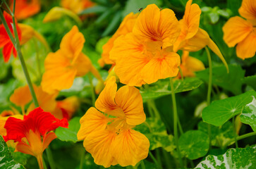 Fototapeta premium Garden nasturtium or Indian watercress in the garden ,Tropaeolum majus. Design and decoration of the garden with flowers