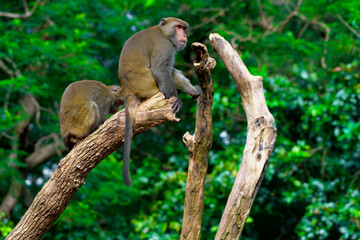 Monkey making different faces in a tree. Wildlife experience.
