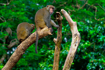 Monkey making different faces in a tree. Wildlife experience.