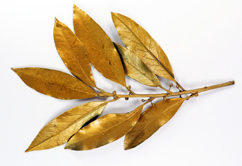 Golden laurel branch isolated on white background macro close up. Gold laurel leaves. Symbol of...