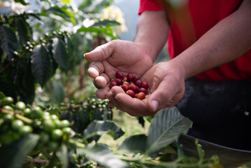 Harvesting coffee berries by agriculturist hands - obrazy, fototapety, plakaty