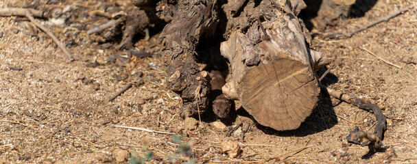 Weasel peeking out from the trunks, panoramic view