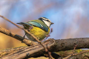Eurasian Blue Tit perched on a tree branch