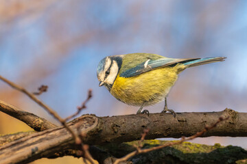 Eurasian Blue Tit perched on a tree branch