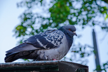 pigeon sitting on the roof