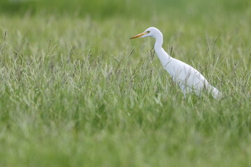 Great Egret, Ardea alba, Everglades National Park, Florida, USA