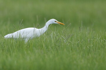 Great Egret, Ardea alba, Everglades National Park, Florida, USA