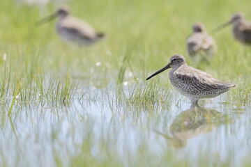Greater Yellowlegs, Tringa melanoleuca, Everglades National Park, Florida, USA