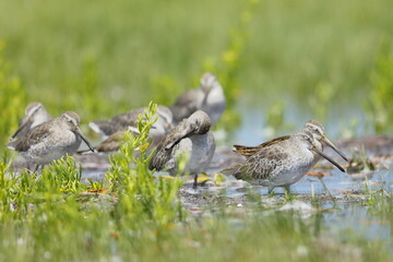 Greater Yellowlegs, Tringa melanoleuca, Everglades National Park, Florida, USA