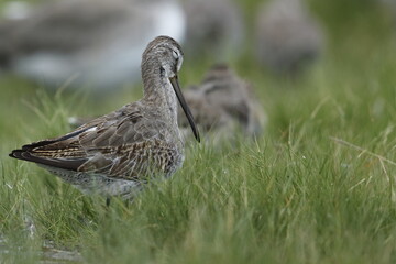 Greater Yellowlegs, Tringa melanoleuca, Everglades National Park, Florida, USA