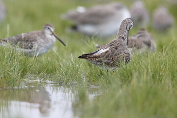 Obraz premium Greater Yellowlegs, Tringa melanoleuca, Everglades National Park, Florida, USA