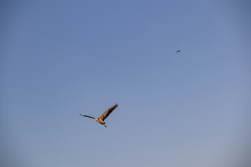 Eastern great egret white bird with blue clear background flying at sunrise in Lake Skadar National Park near Virpazar, Bar, Montenegro, Balkans, Europe. Bird watching in wilderness