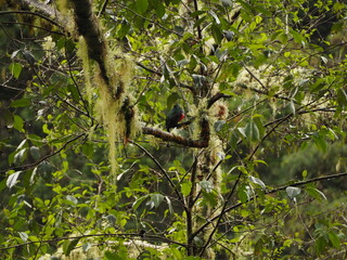 wild quetzal in the forest of costa rica