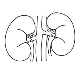 Kidney icon vector isolated on white background