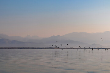 Silhouette of flock of birds flying over water surface at sunrise at Lake Skadar near Virpazar, Bar, Montenegro, Balkans, Europe. Water reflection with misty Dinaric Alps mountains. Freedom concept