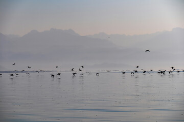 Silhouette of flock of birds flying over water surface at sunrise at Lake Skadar near Virpazar, Bar, Montenegro, Balkans, Europe. Water reflection with misty Dinaric Alps mountains. Freedom concept