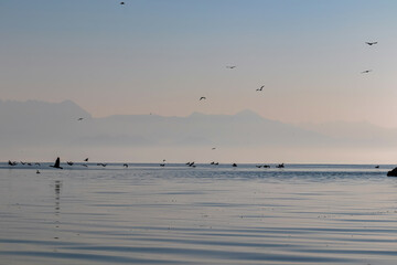 Silhouette of flock of birds flying over water surface at sunrise at Lake Skadar near Virpazar, Bar, Montenegro, Balkans, Europe. Water reflection with misty Dinaric Alps mountains. Freedom concept