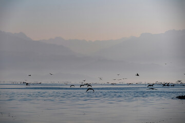 Silhouette of flock of birds flying over water surface at sunrise at Lake Skadar near Virpazar, Bar, Montenegro, Balkans, Europe. Water reflection with misty Dinaric Alps mountains. Freedom concept
