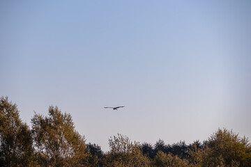 Eastern great egret white bird flying at sunrise over the tree branches of the Crminica river in Lake Skadar National Park near Virpazar, Bar, Montenegro, Balkans, Europe. Bird watching in wilderness