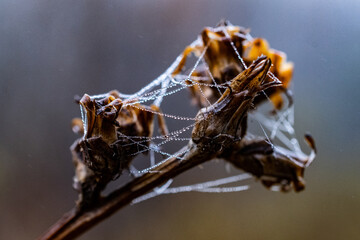 Morning Dew on a Spiders Web