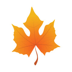 Autumn leaves. Autumn maple leaf isolated on white background. Vector illustration