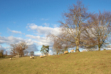 Sheep grazing in the springtime meadow.