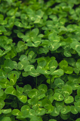 Fototapeta premium Greenish cleaver natural background. Small green Clover leaves pattern background, Natural and St. Patrick's day background and shamrock wallpaper. Vacation and holiday clovers