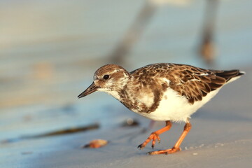 Ruddy Turnstone, Arenaria interpres, Saint Andrews Sate Park, Florida, USA